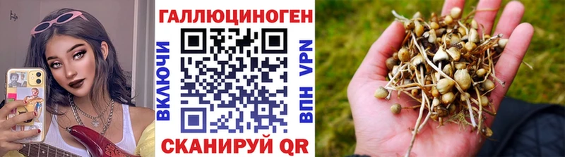 Галлюциногенные грибы Psilocybe  Урус-Мартан 